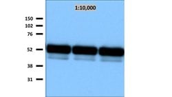 VSV-Glycoprotein Mouse anti-Virus, Clone: 8G5F11, MilliporeSigma:Antibodies:Primary